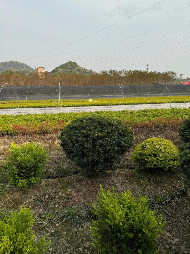 景观养护