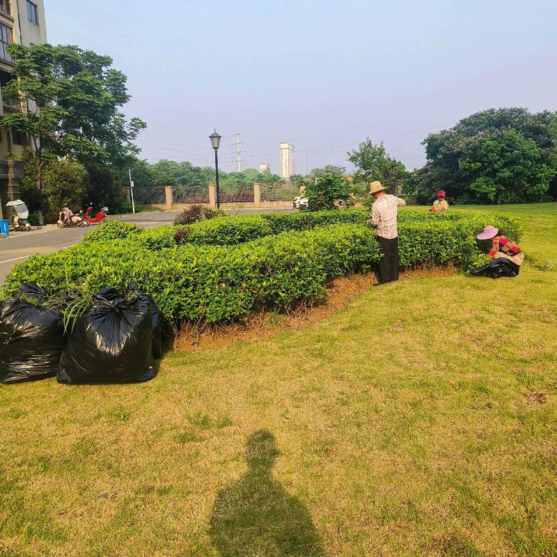 市政园林绿化